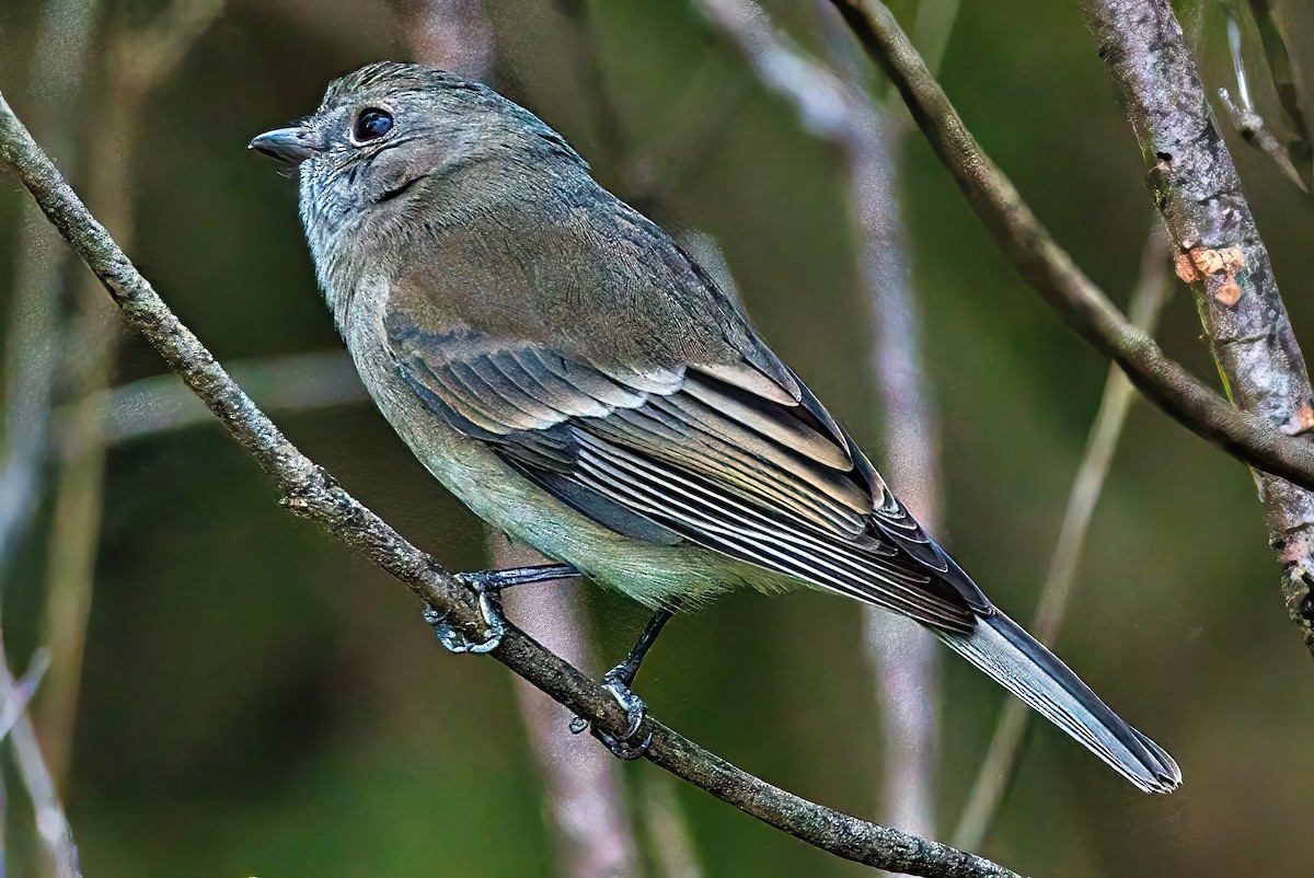 Golden Whistler - Alfons  Lawen