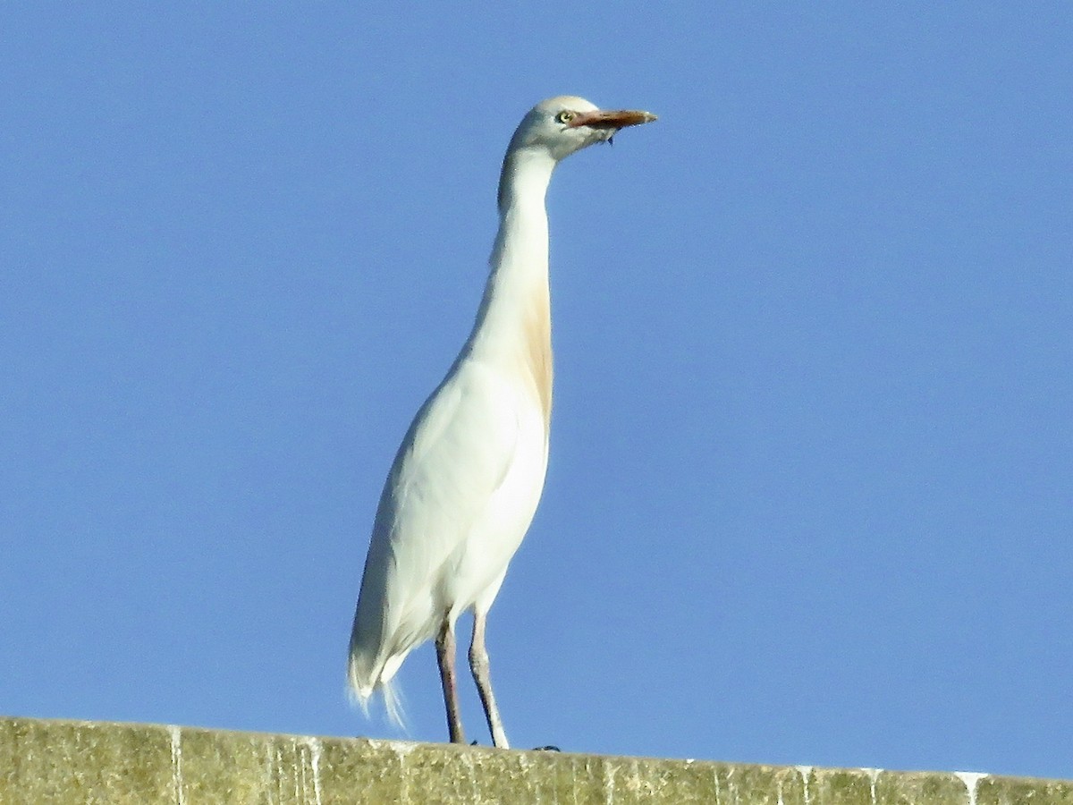 Western Cattle Egret - Simon Pearce