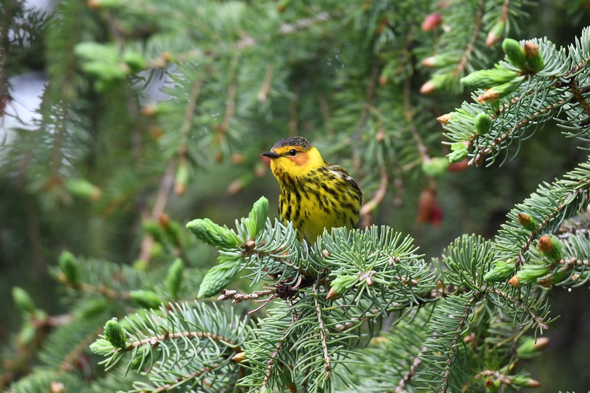 Cape May Warbler - Christiane Hébert