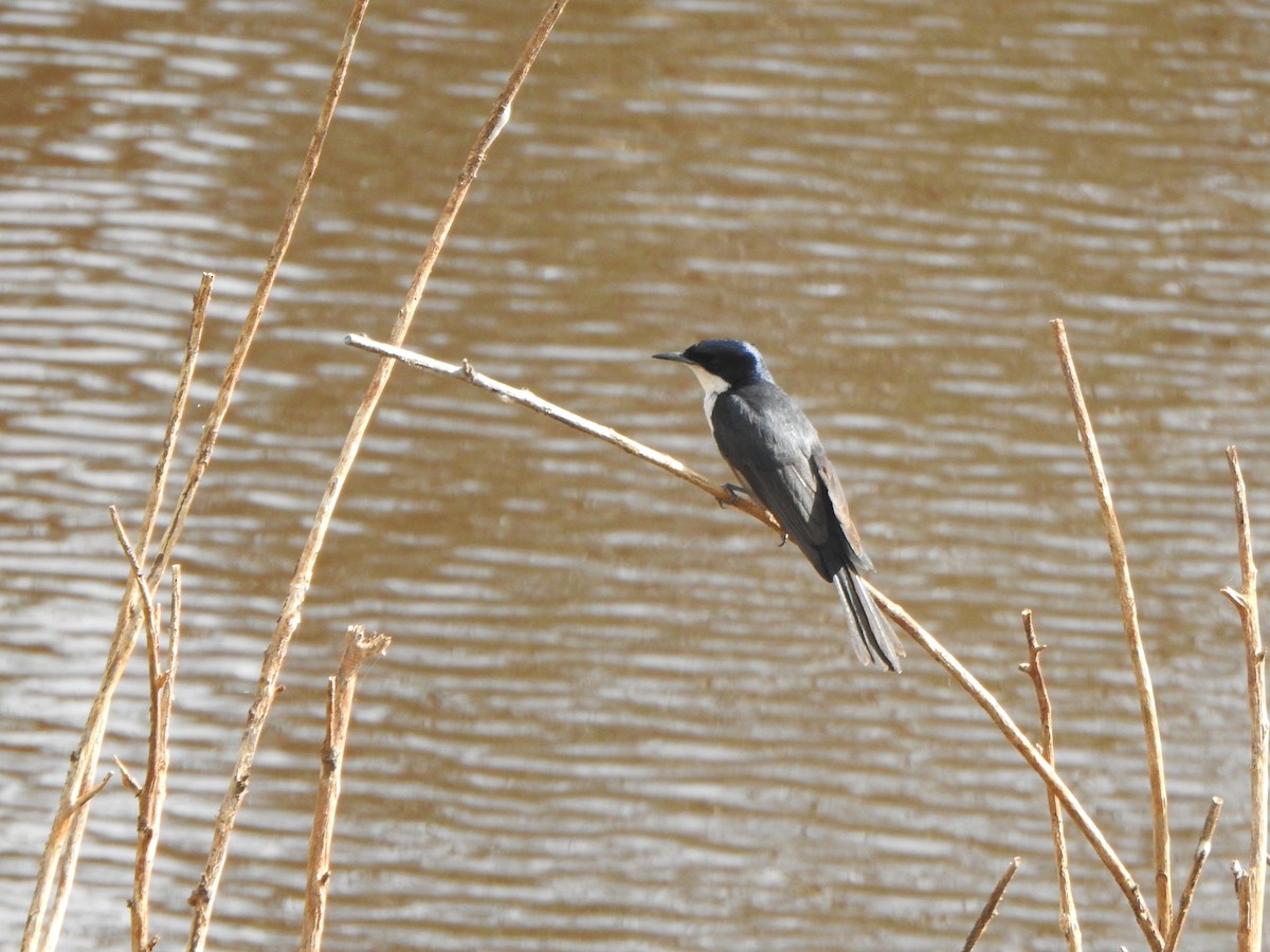 Restless Flycatcher - Finn Craig-Harding