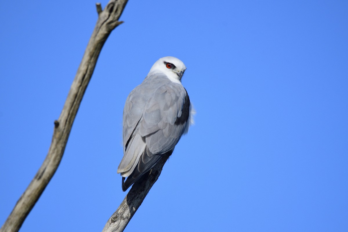 Black-shouldered Kite - Ken Crawley