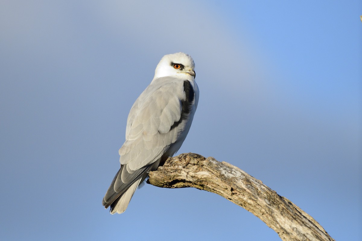 Black-shouldered Kite - Ken Crawley