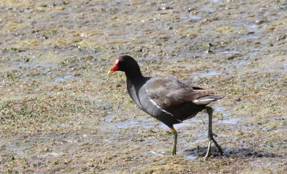 Eurasian Moorhen - yuda siliki