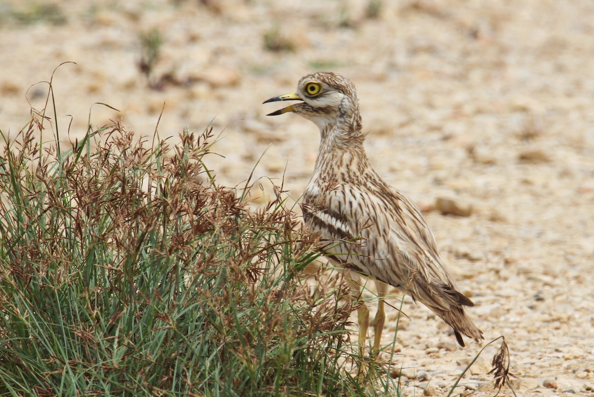 Eurasian Thick-knee - yuda siliki