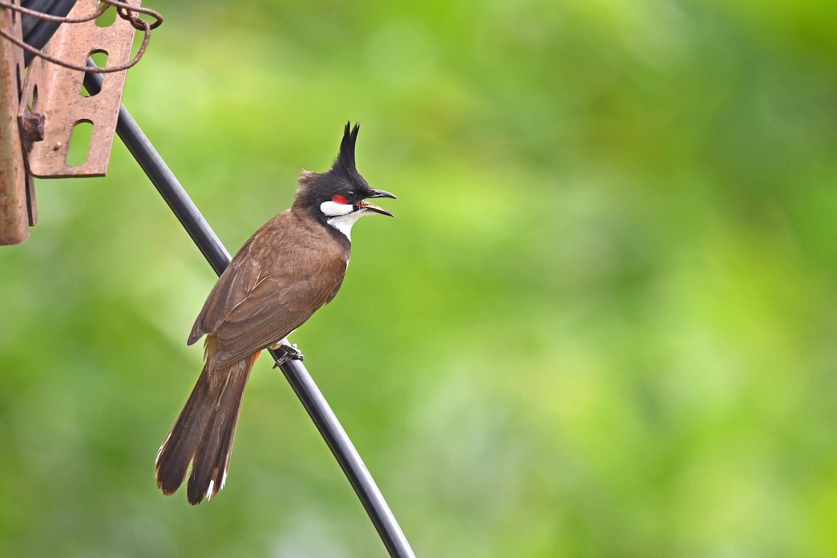 Rotohrbülbül - ML619276290