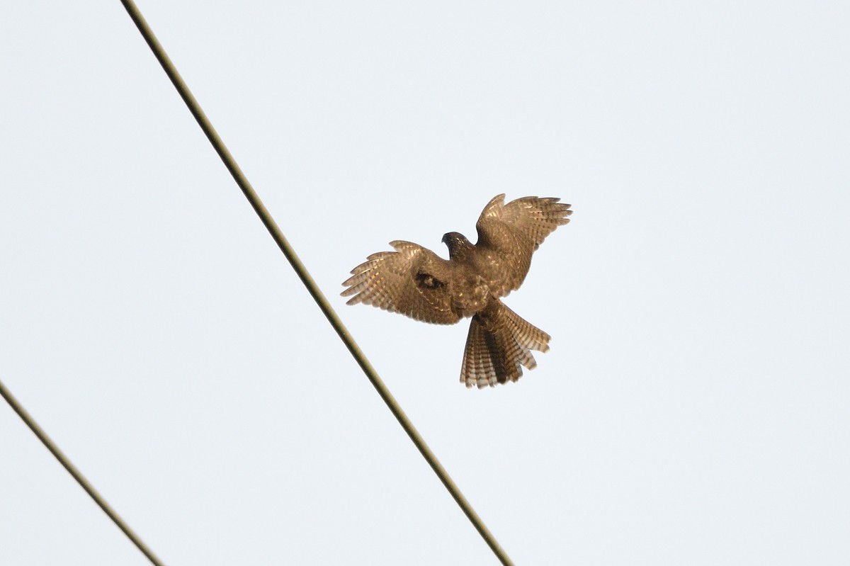 Brown Goshawk - Ken Crawley