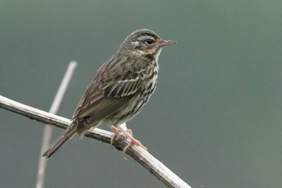 Olive-backed Pipit - Able Lawrence