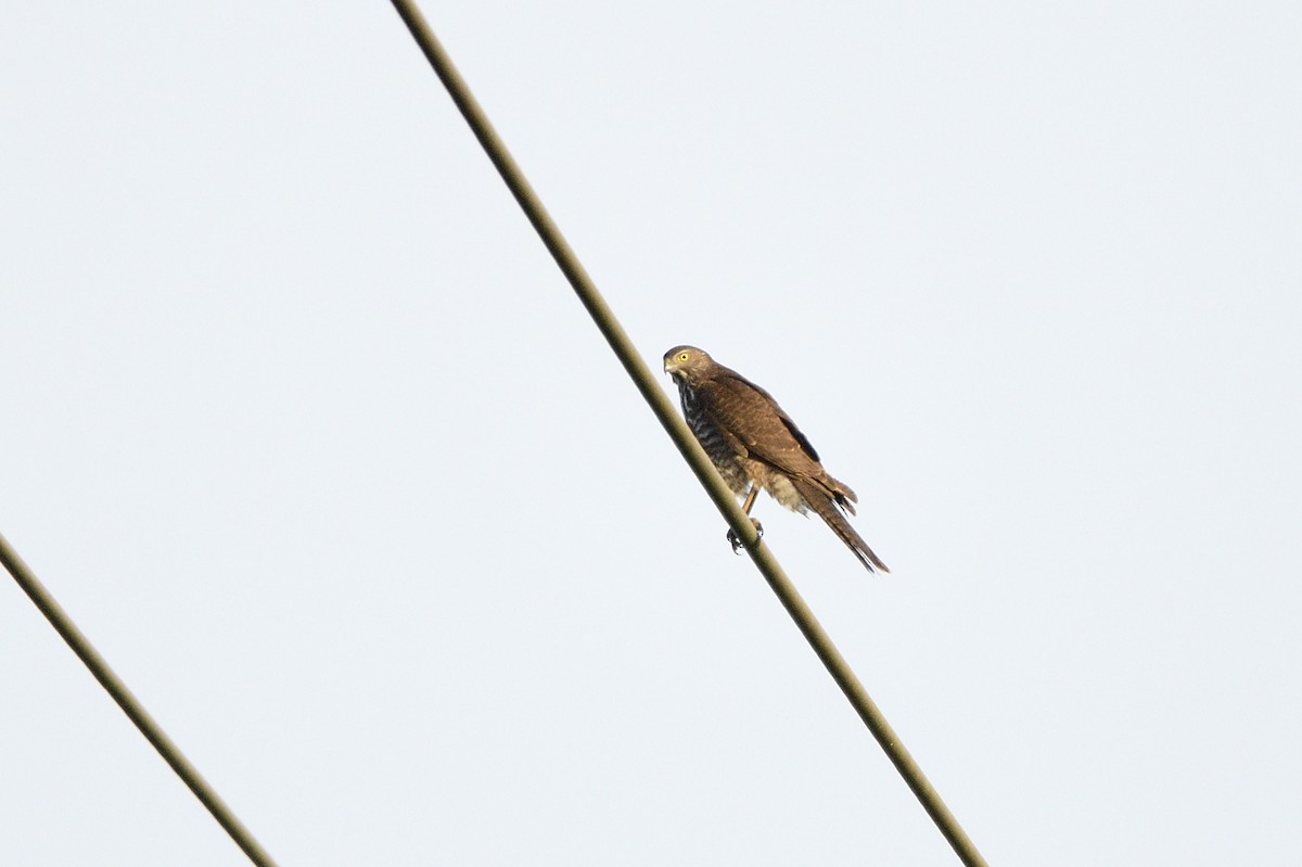 Brown Goshawk - Ken Crawley