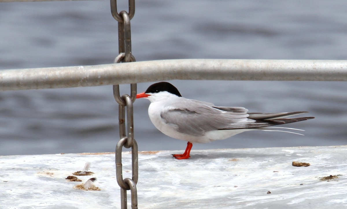 Common Tern - yuda siliki