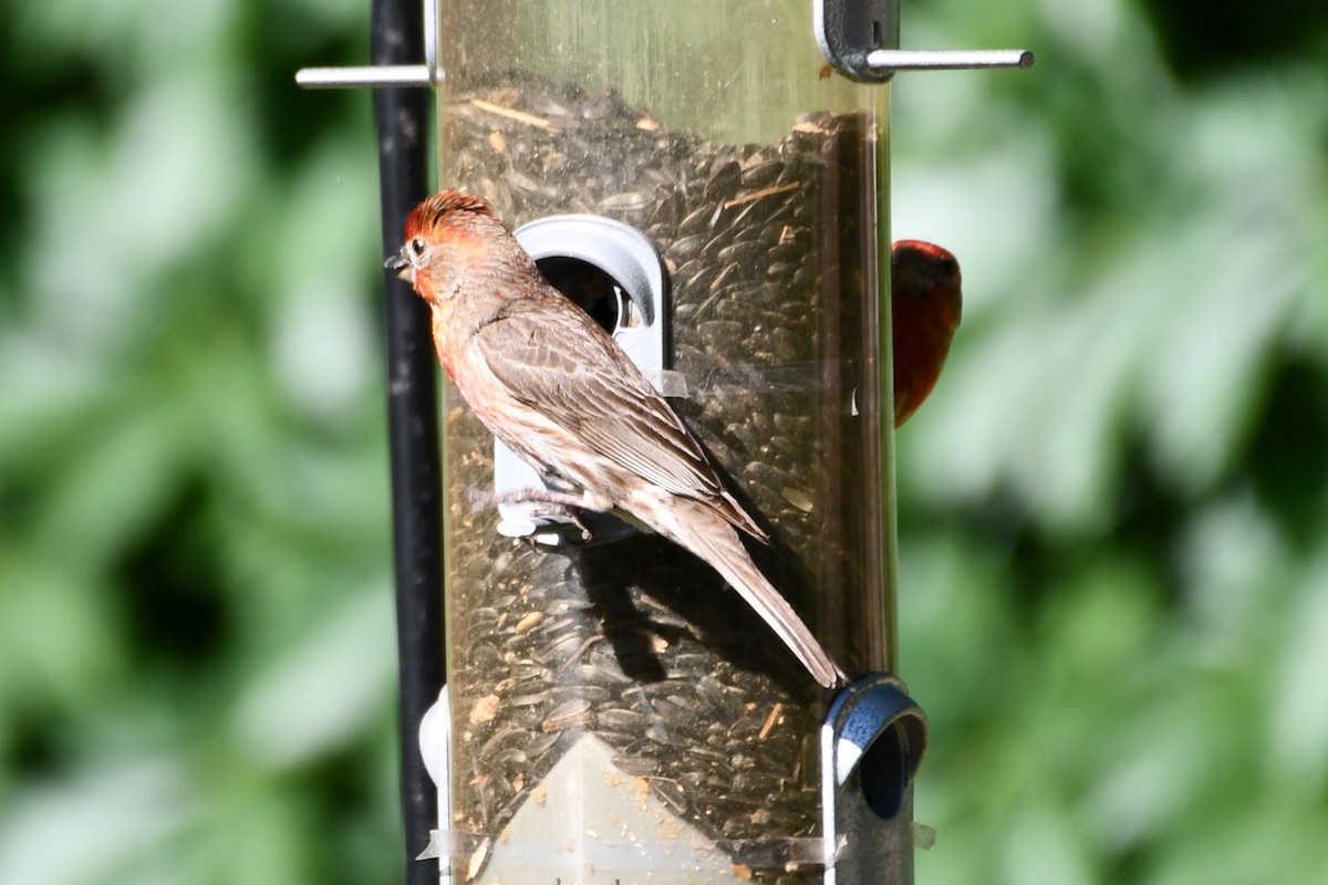 House Finch - Carmen Ricer