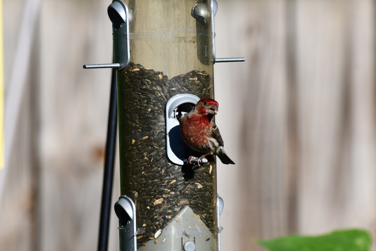 House Finch - Carmen Ricer