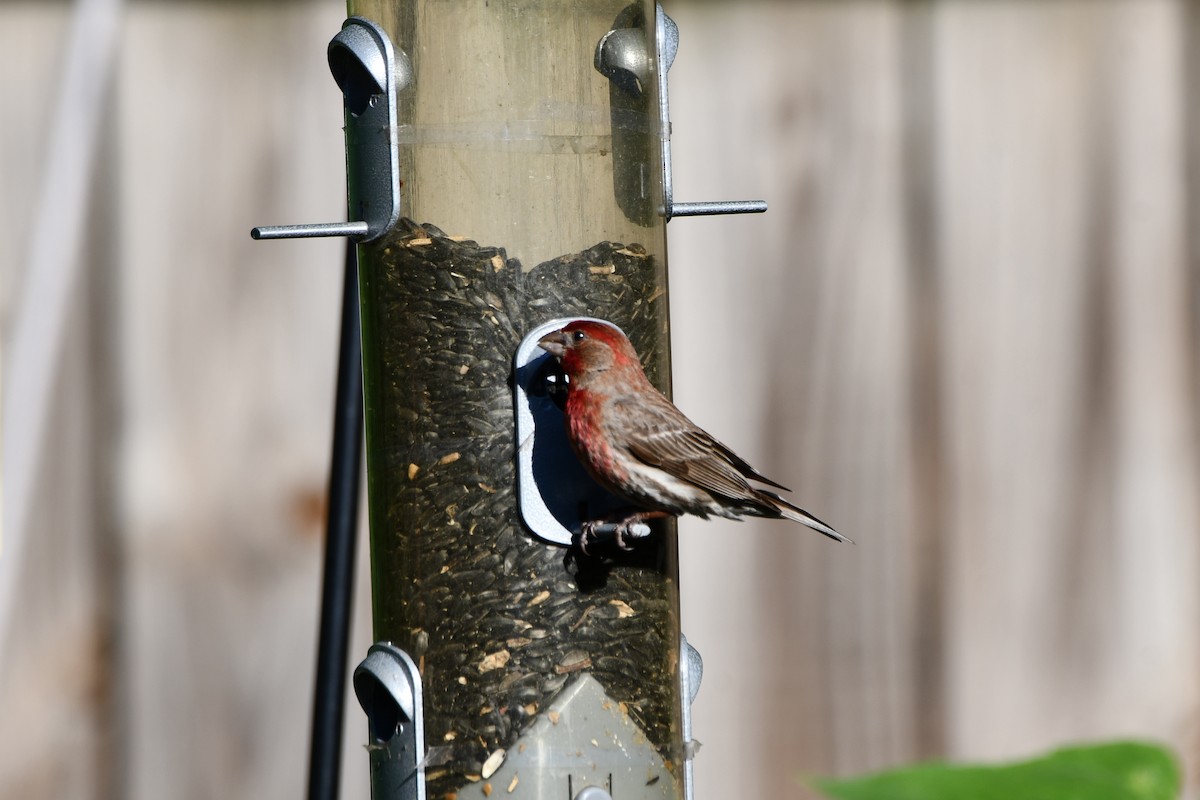 House Finch - Carmen Ricer