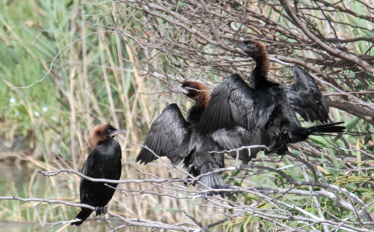 Pygmy Cormorant - yuda siliki