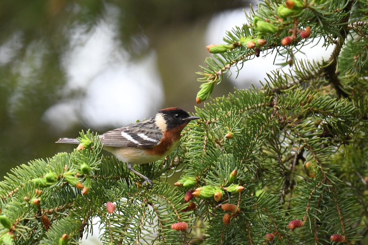 Bay-breasted Warbler - Christiane Hébert