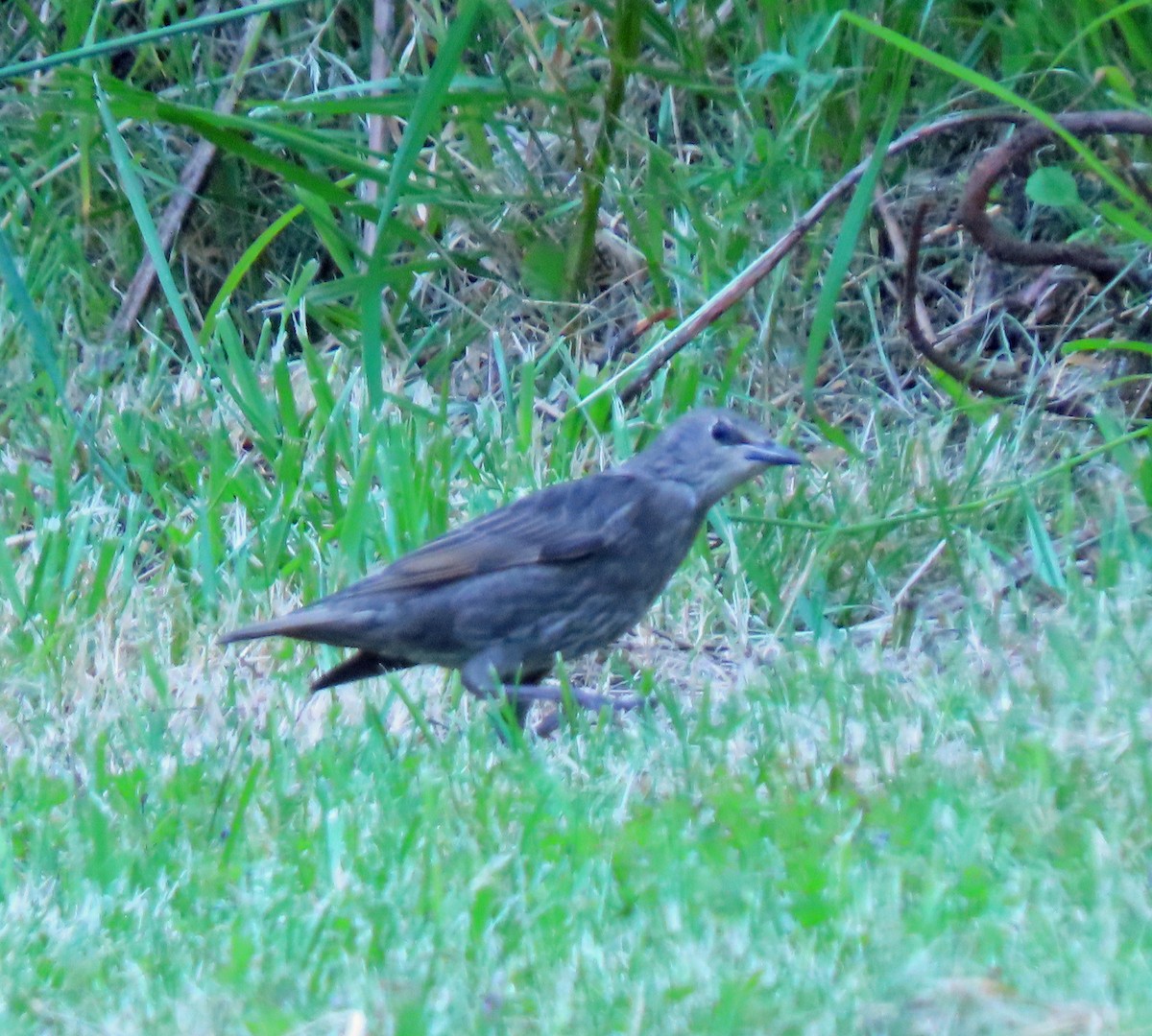 European Starling - Jim Scott