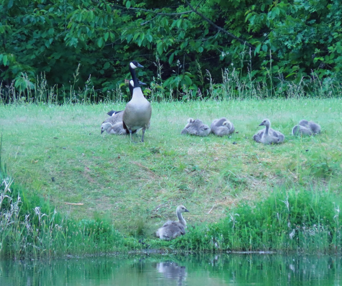 Canada Goose - Jim Scott