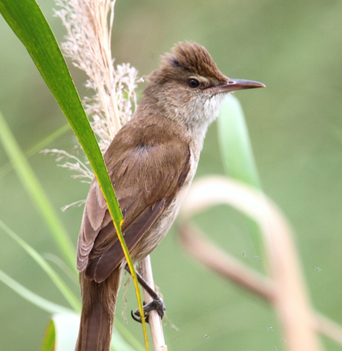 Clamorous Reed Warbler - yuda siliki