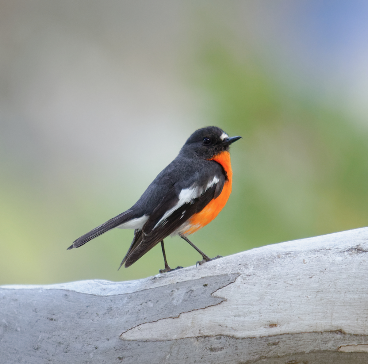 Flame Robin - Kevin Huang