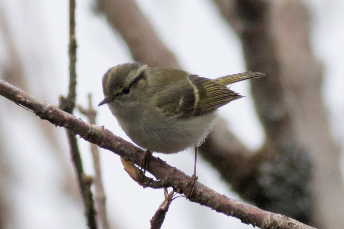 Mosquitero Dorsiclaro - ML619276360