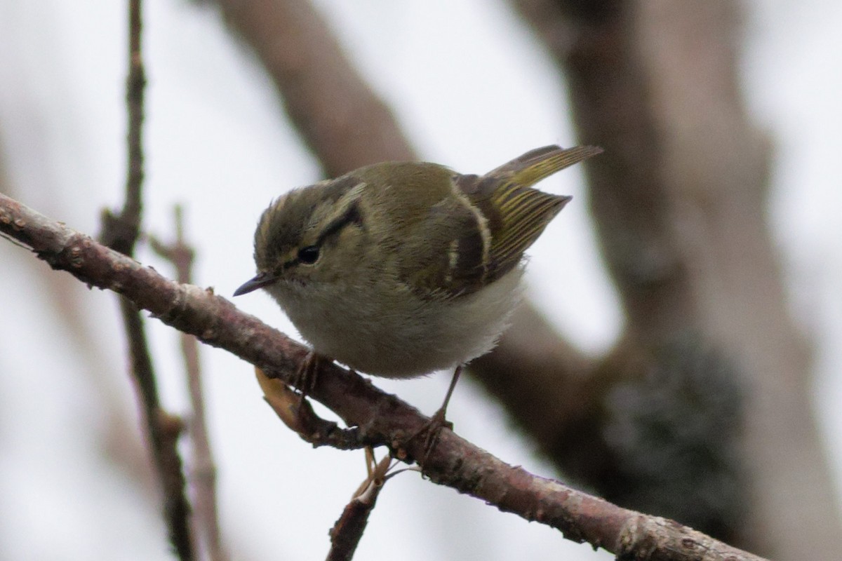 Lemon-rumped Warbler - Able Lawrence