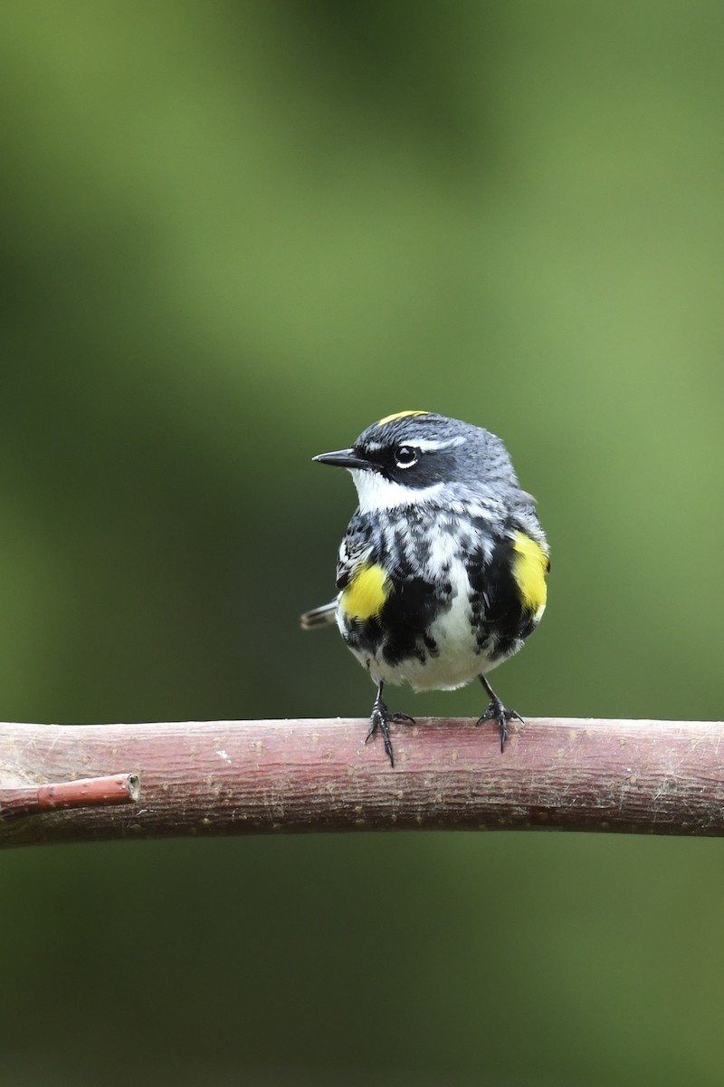 Yellow-rumped Warbler - Christiane Hébert