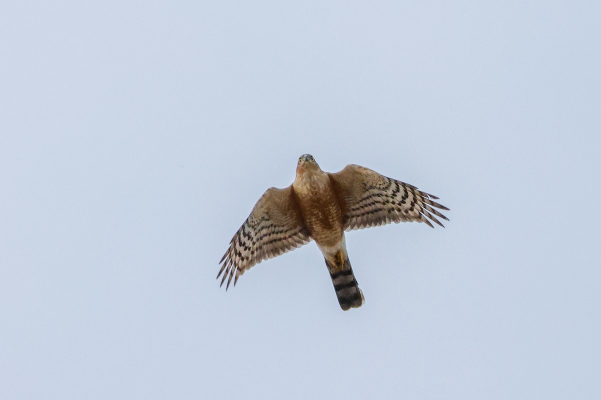 Rufous-breasted Sparrowhawk - Tommy Pedersen