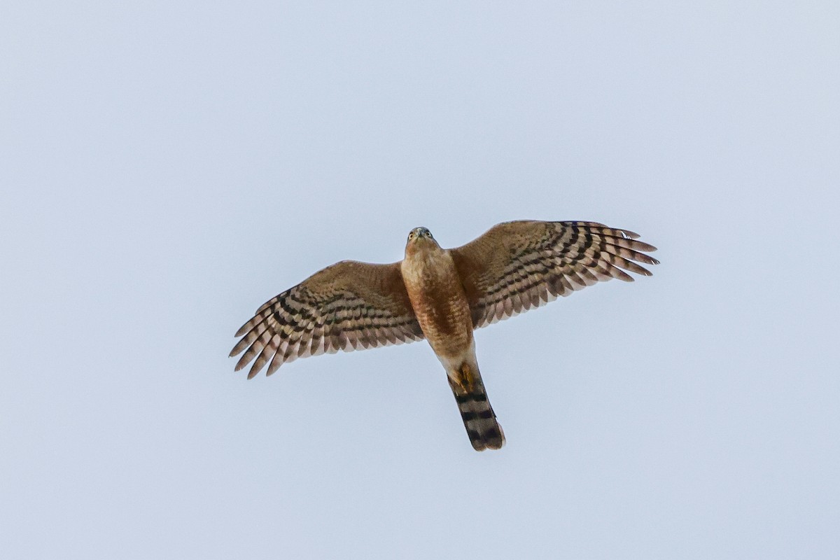 Rufous-breasted Sparrowhawk - Tommy Pedersen