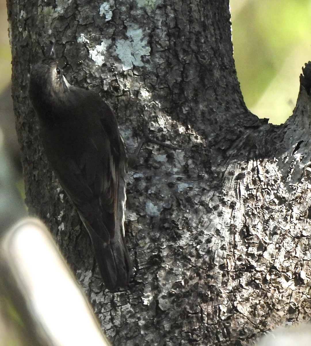 White-throated Treecreeper - Maylene McLeod