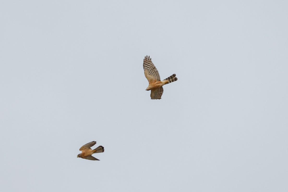 Rufous-breasted Sparrowhawk - Tommy Pedersen