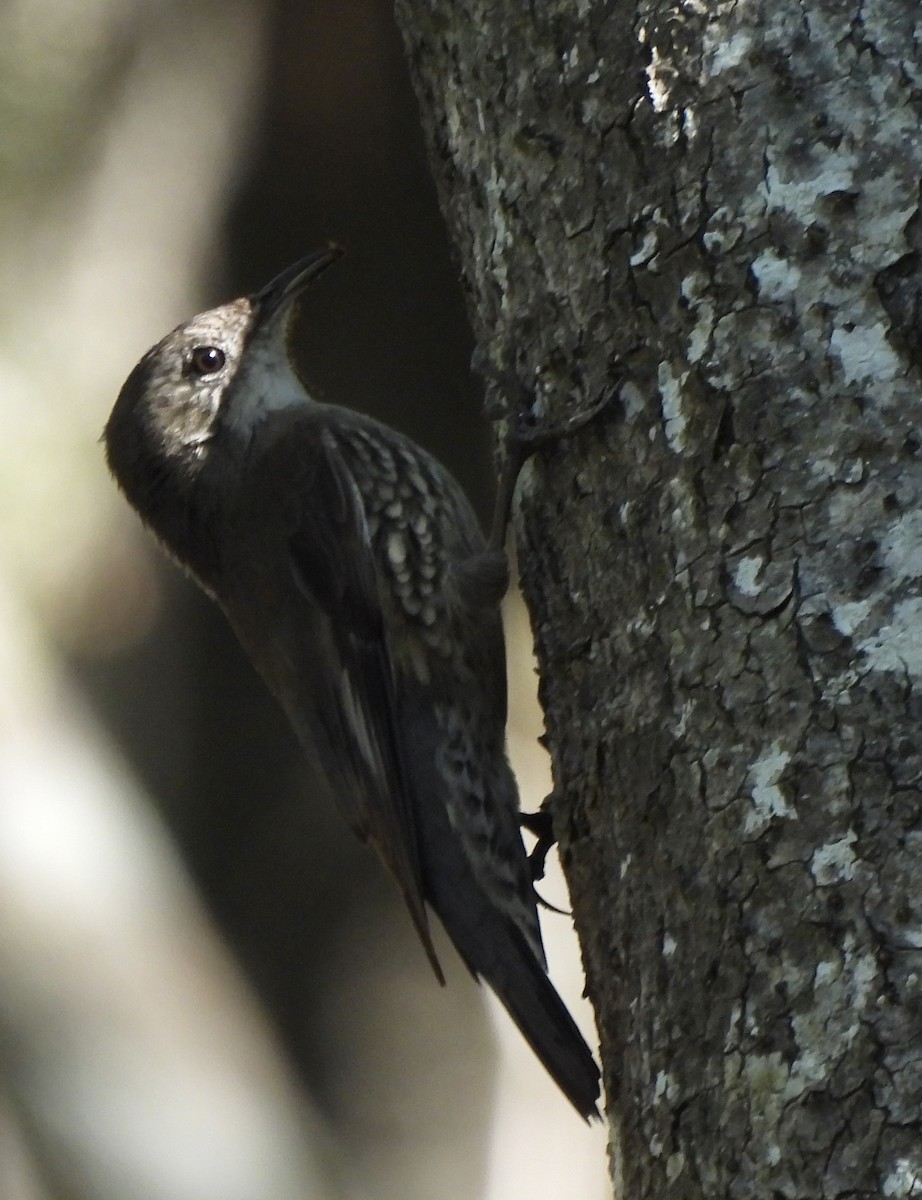 White-throated Treecreeper - Maylene McLeod