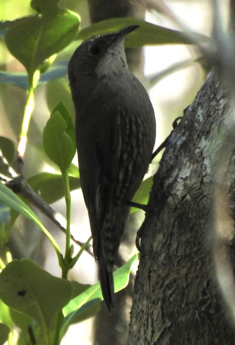 White-throated Treecreeper - Maylene McLeod