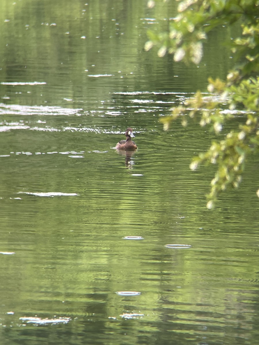 Greater Scaup - ML619276384