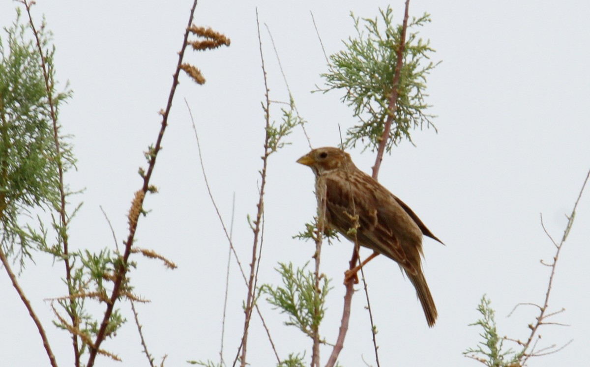 Corn Bunting - yuda siliki