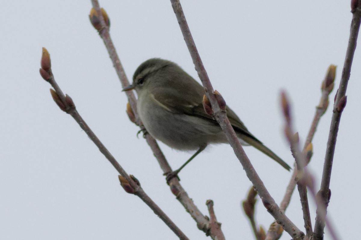 Buff-barred Warbler - Able Lawrence