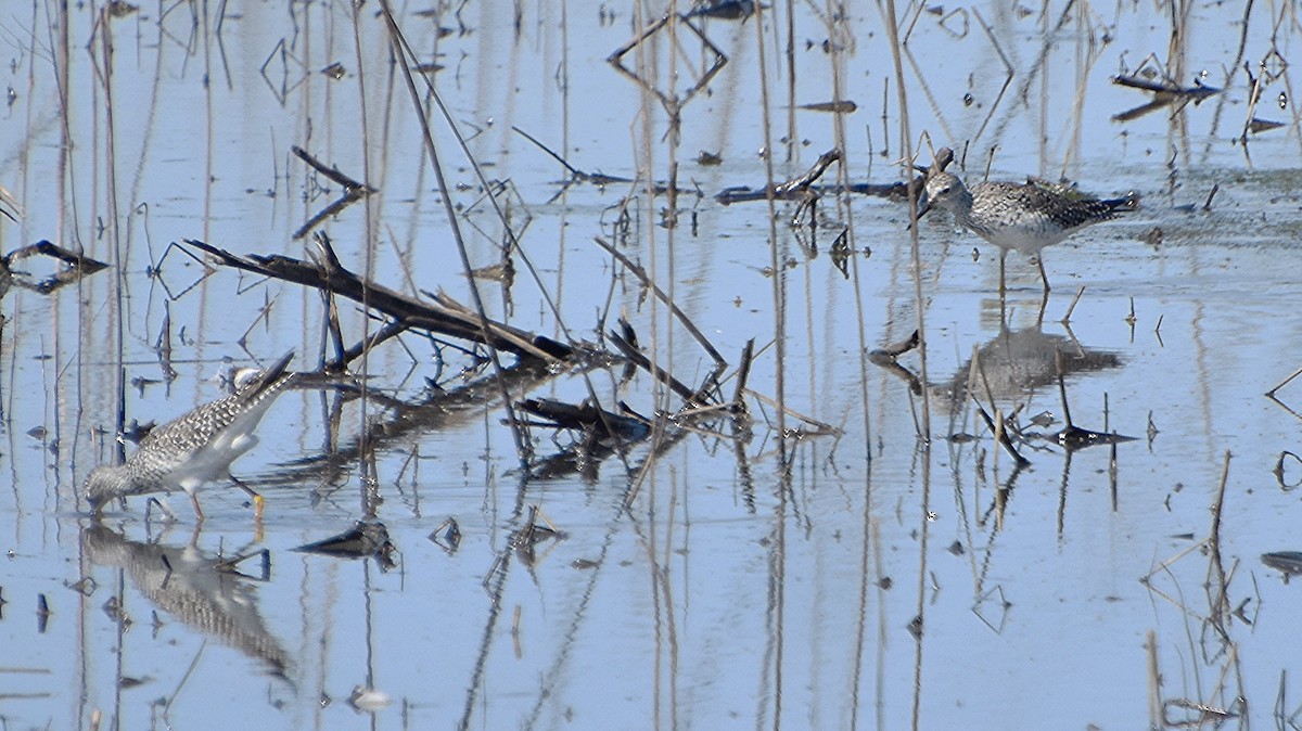 Lesser Yellowlegs - Scott Jackson