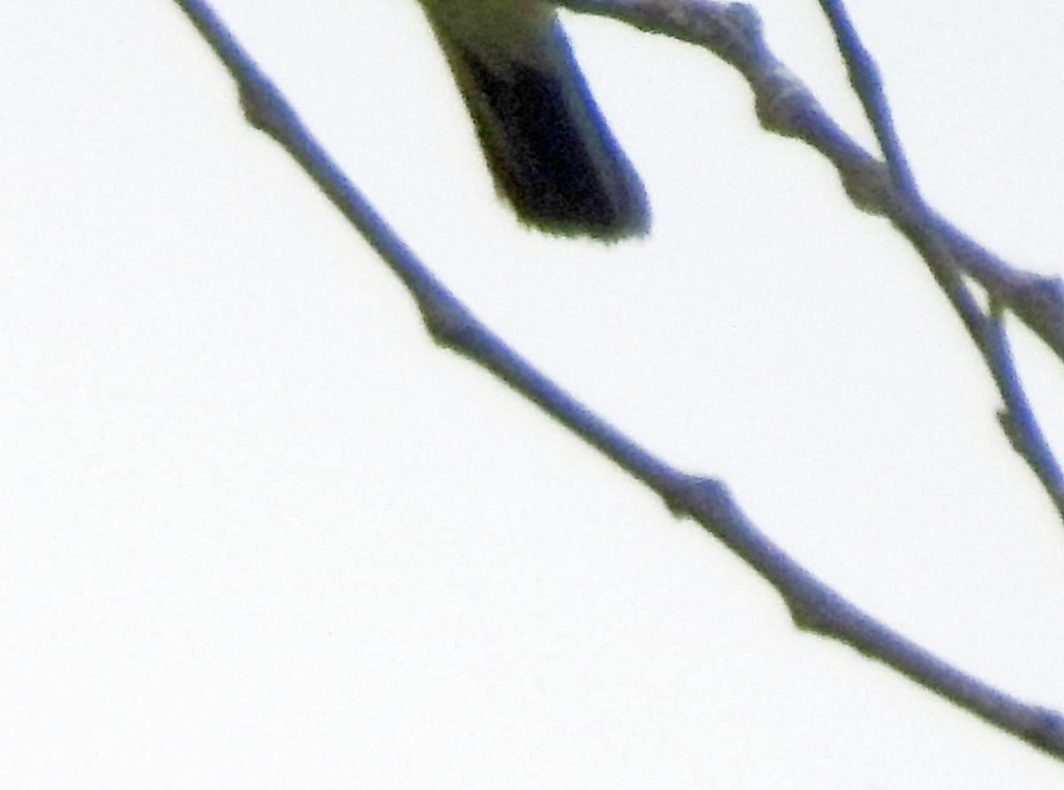 Western Kingbird - Layton Pace