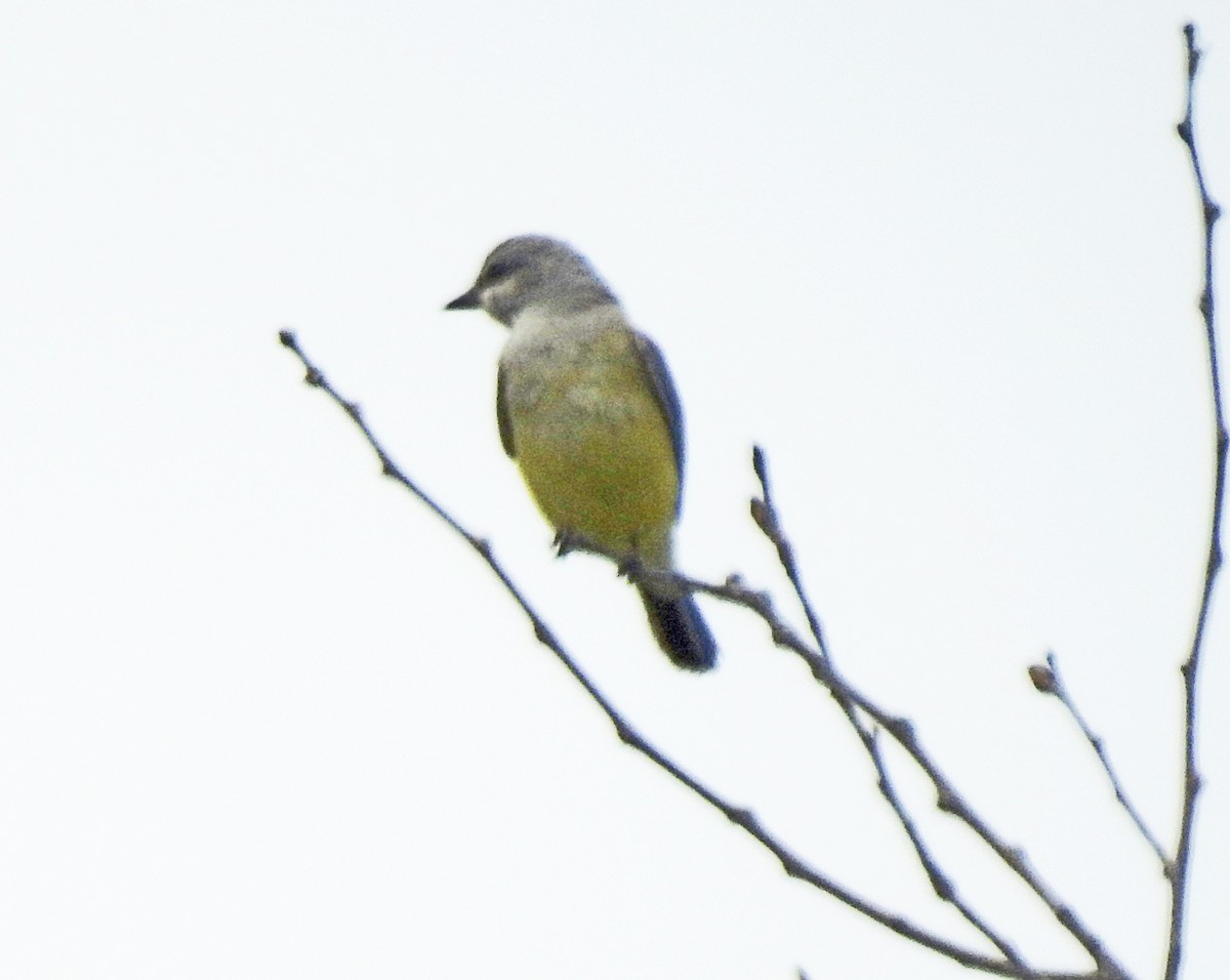 Western Kingbird - Layton Pace