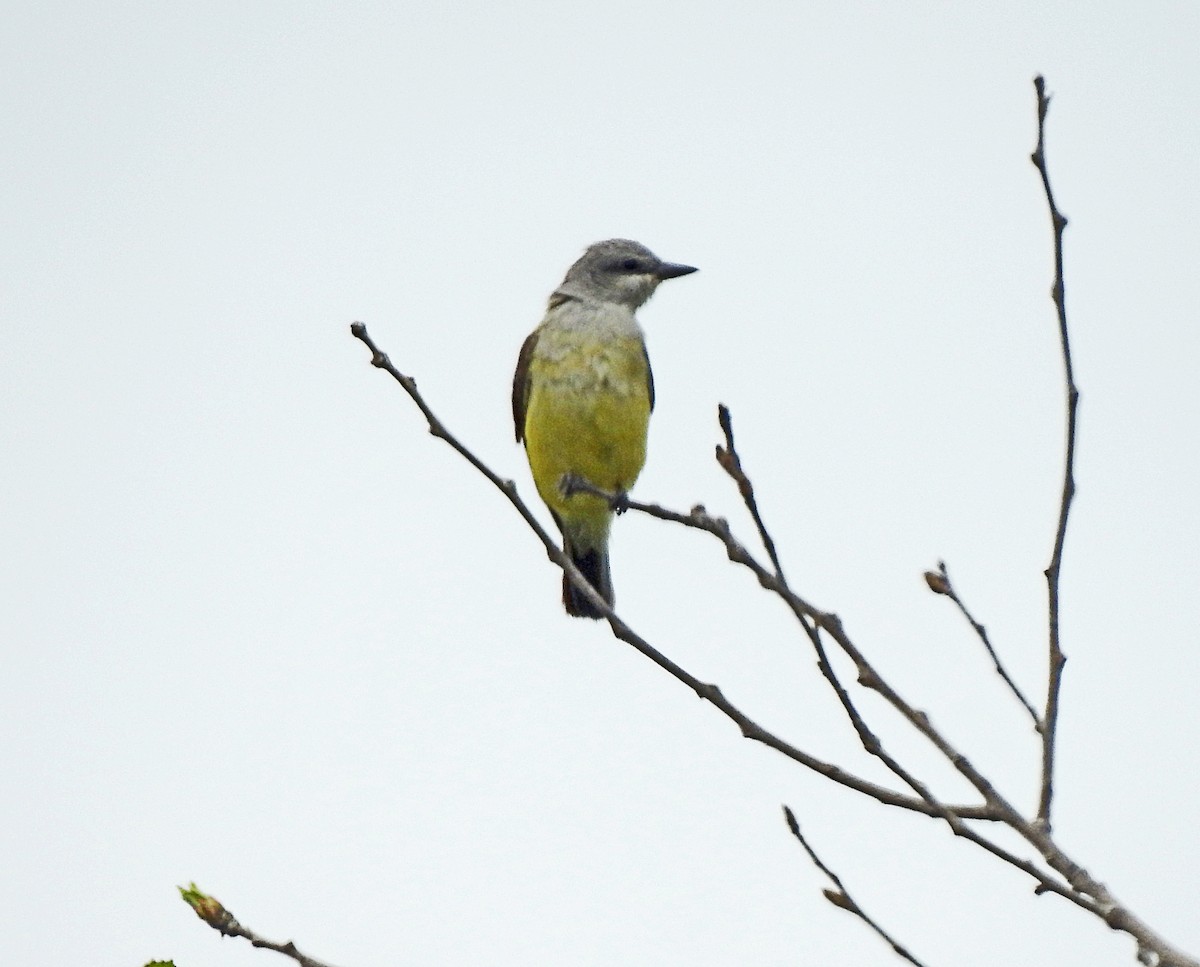 Western Kingbird - Layton Pace