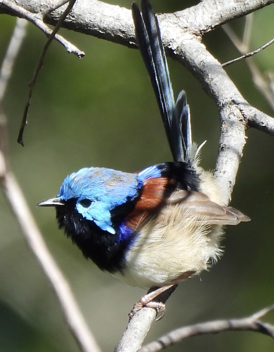 Variegated Fairywren - Maylene McLeod