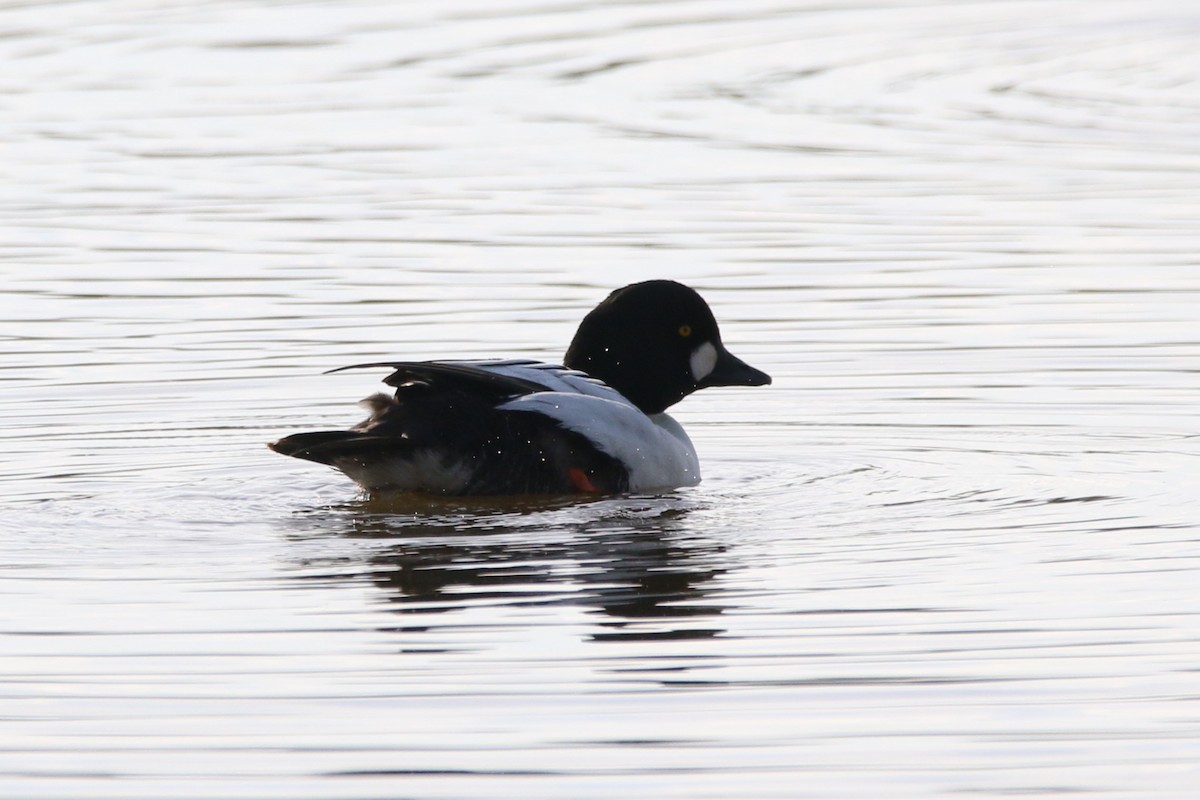 Common Goldeneye - ML619276411