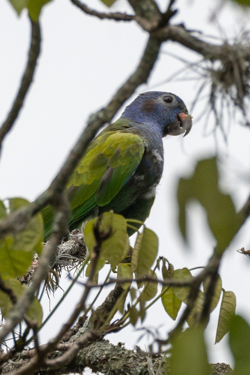 Blue-headed Parrot - Lutz Duerselen