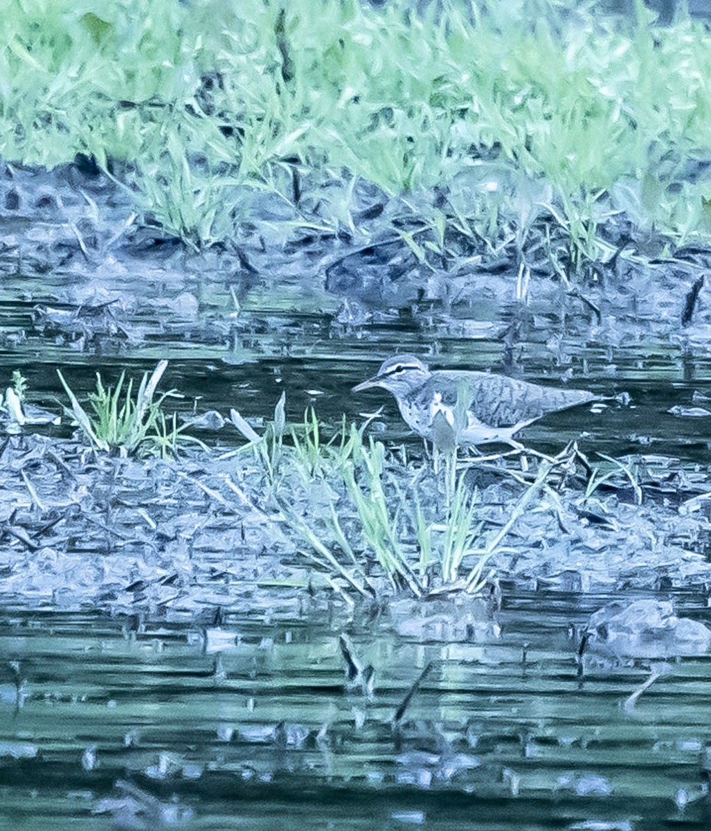 Spotted Sandpiper - Mark Strittmatter