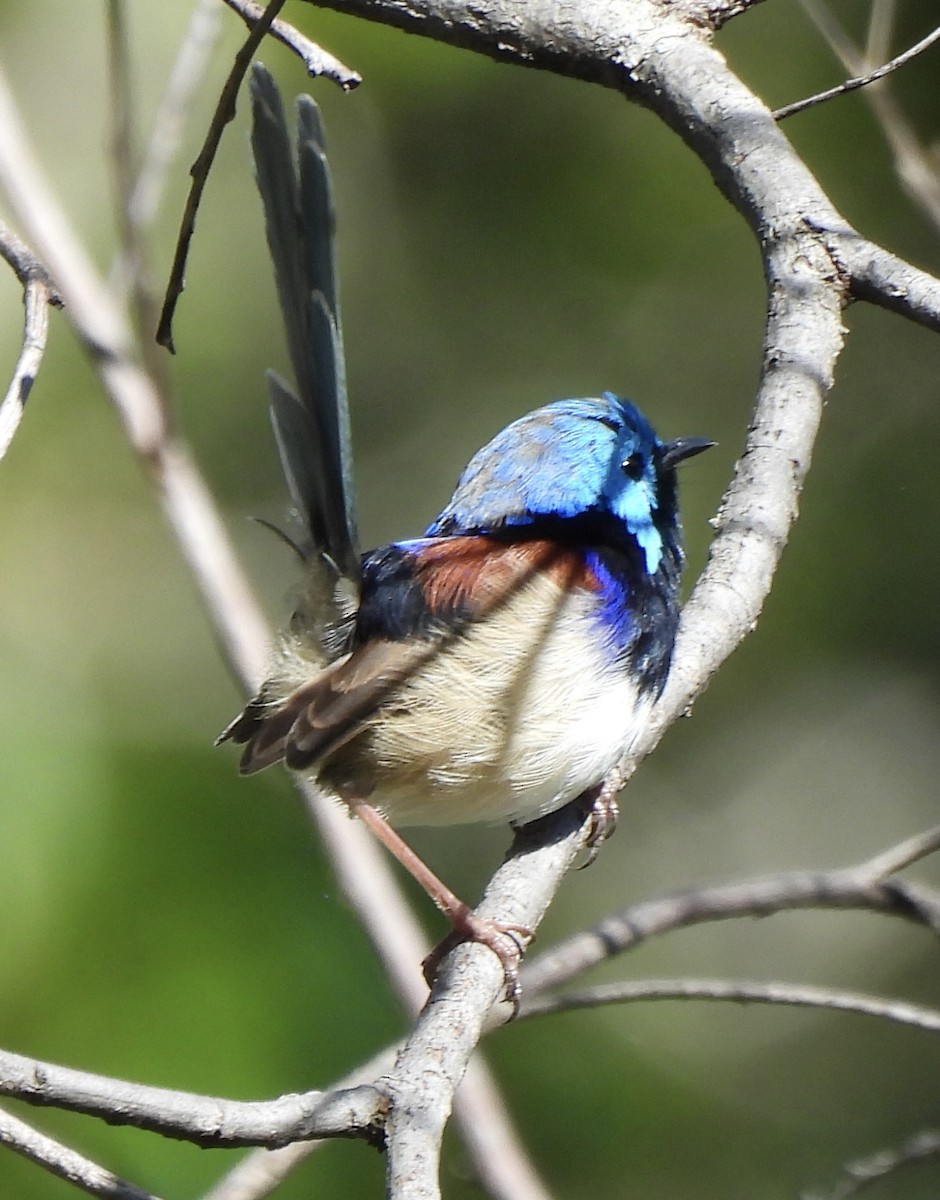 Variegated Fairywren - Maylene McLeod