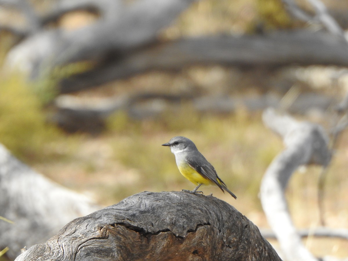 Western Yellow Robin - Finn Craig-Harding