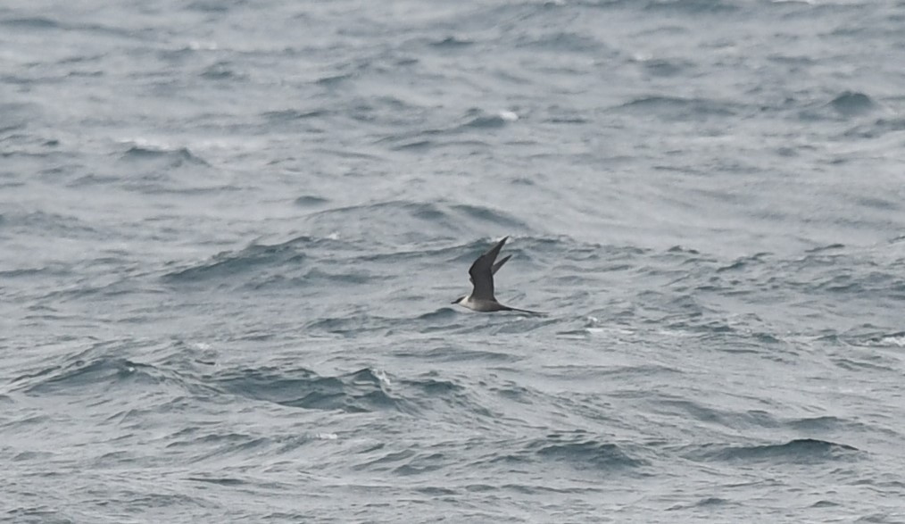 Long-tailed Jaeger - Sze On Ng (Aaron)