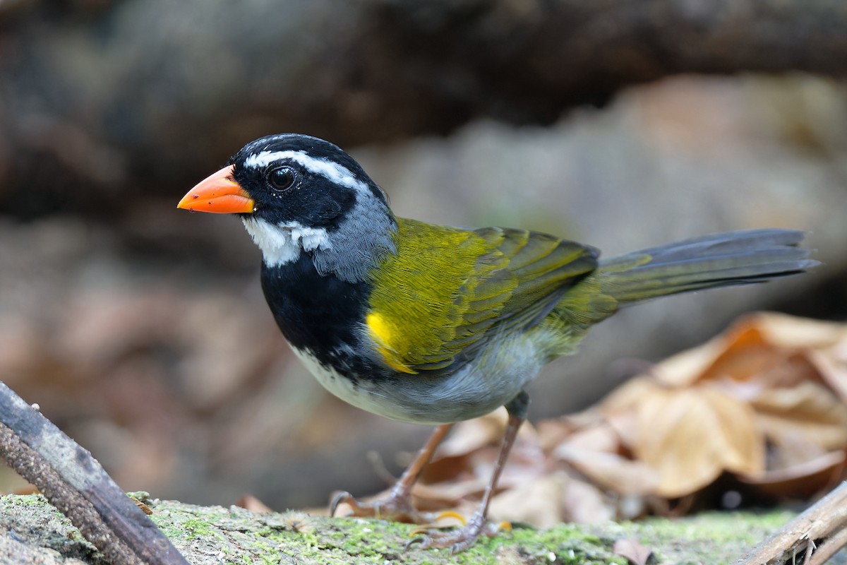Orange-billed Sparrow - Zbigniew Wnuk
