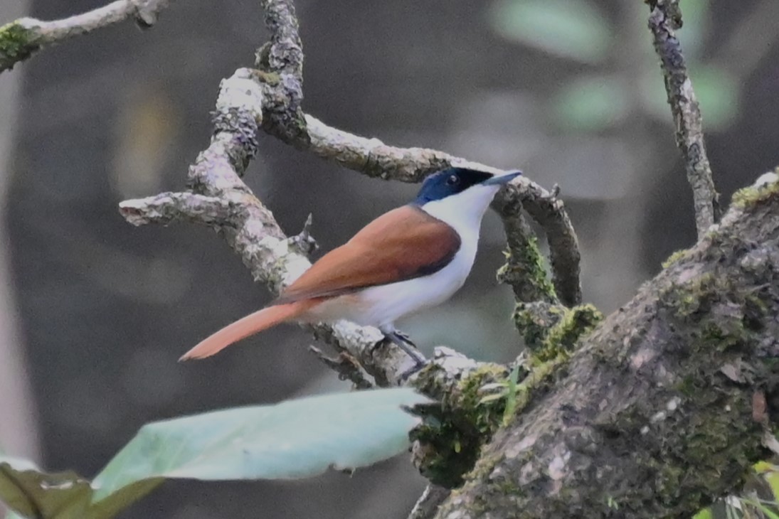 Shining Flycatcher - Viktar Ryndzevich