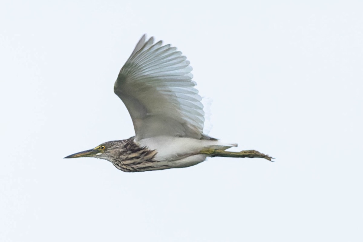 Indian Pond-Heron - Zebedee Muller