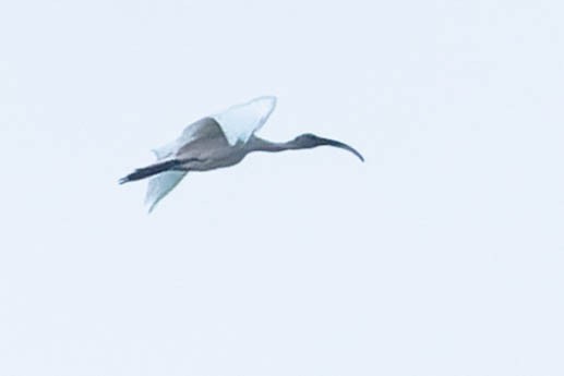 ibis černohlavý - ML619276488
