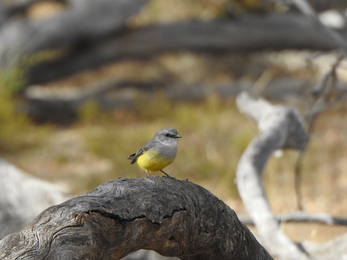 Western Yellow Robin - Finn Craig-Harding